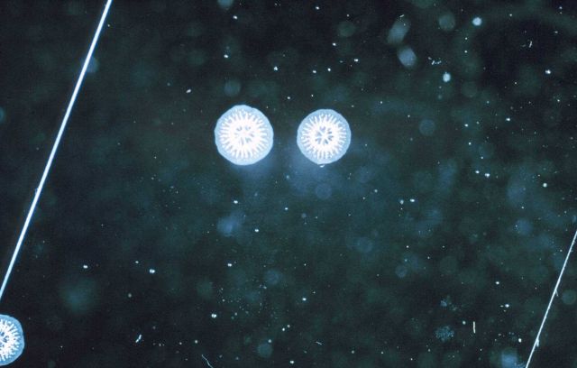 Two coral polyps on a glass slide soon after settlement. Picture