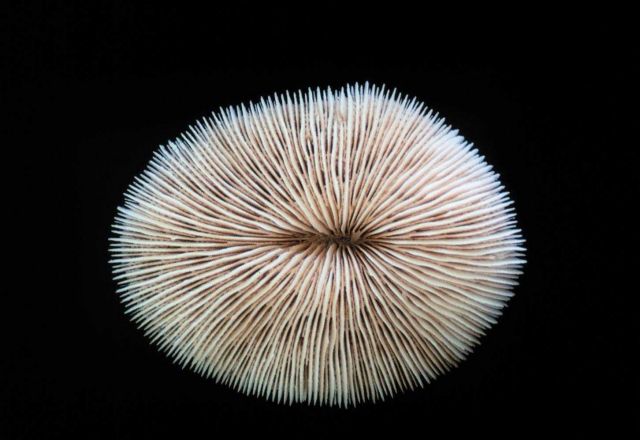 Calcareous skeleton of the coral, Fungia scutaria. Picture