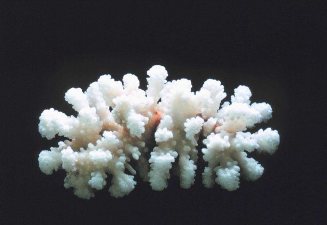 Calcareous skeleton of the coral, Porites lobata. Picture