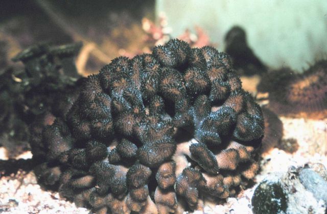 The coral Pocillopora verrucosa, living colony with polyps. Picture