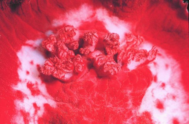 Close up of gills on the nudibranch, Hexabranchus sanguineus, a swimming nudibranch. Picture