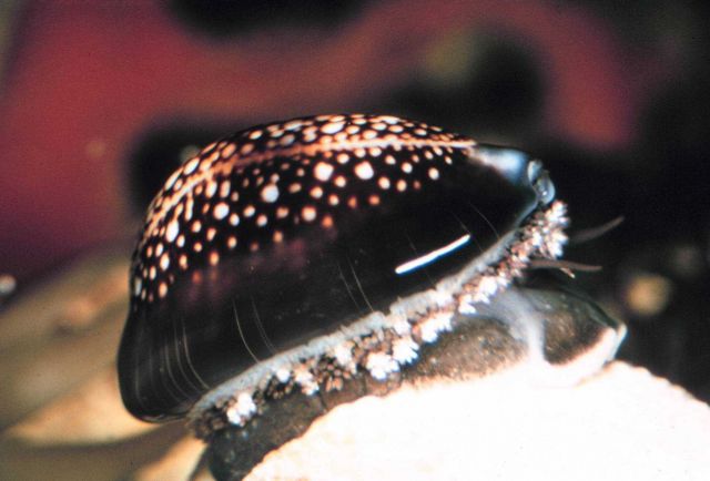 The cowrie, Cypraea caputserpensis, very common in intertidal rocky areas. Picture