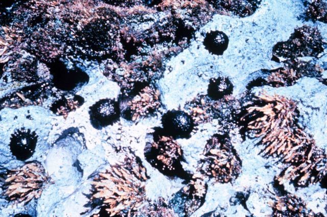 The urchin, colobocentrotus atratus, in its normal intertidal habitat. Picture