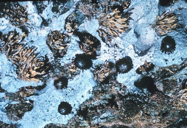 The urchin, colobocentrotus atratus, in its normal intertidal habitat. Picture
