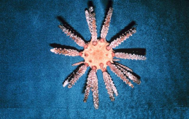 The urchin, Prionocidaris hawaiiensis, endemic to the Hawaiian islands. Picture