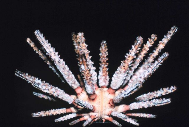The urchin, Prionocidaris hawaiiensis, endemic to the Hawaiian islands. Picture