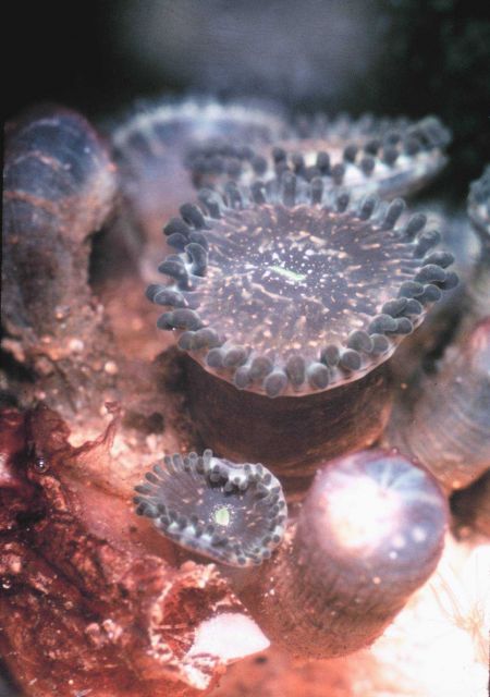 Closeup of Palythoa sp Picture