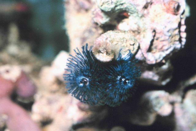 The species of worm, Spirobranchus giganteus, live calcareous tubes in living coral heads. Picture