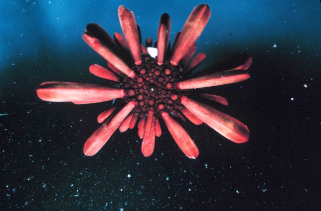 Dorsal view of the urchin, Heterocentrotus mammilatus. Picture