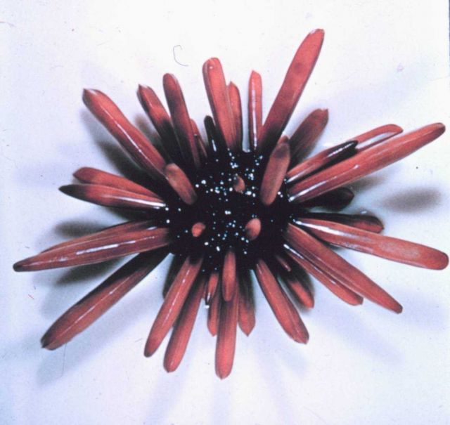 Dorsal view of the urchin, Heterocentrotus mammilatus. Picture