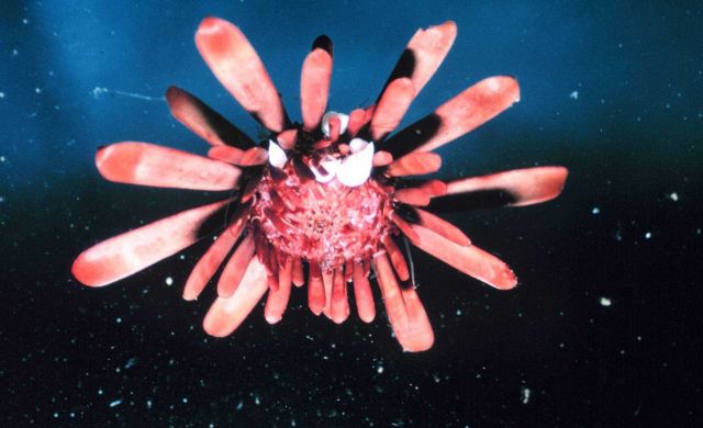 Ventral view of the urchin, Heterocentrotus mammilatus. Picture