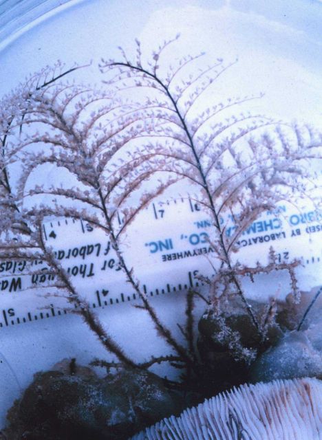 Stinging hydroid, Plumularia sp. Picture