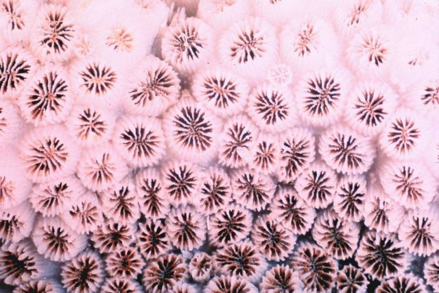 Close up of skeleton of colonial coral with septa clearly visible. Picture