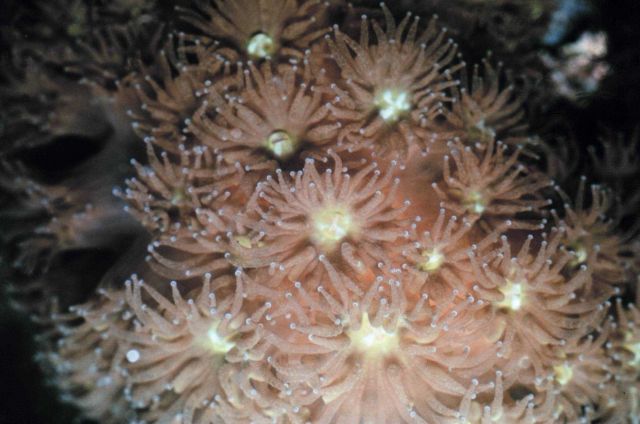 Closeup of live coral colony, polyps extended. Picture