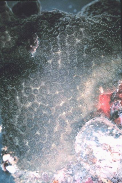 Live coral colony, large polyps. Picture