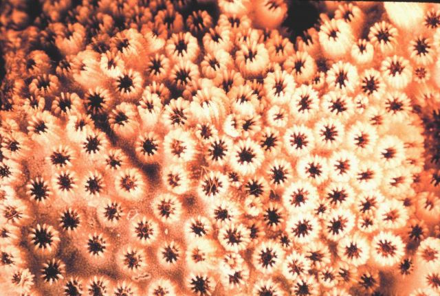 Closeup of coral skeletons from colonial coral. Picture
