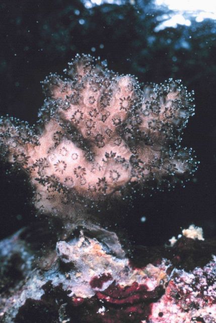 Closeup of live colony of Pocillopora damicornis, polyps extended. Picture