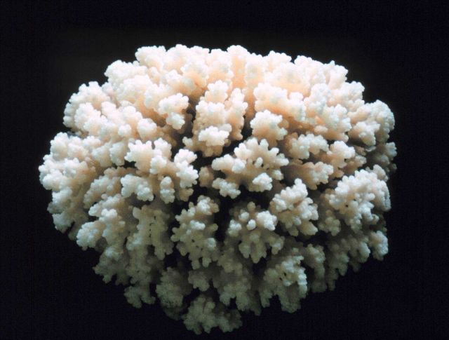Skeleton of whole coral colony. Picture