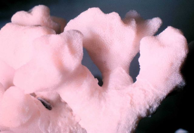 Skeleton of coral colony. Picture