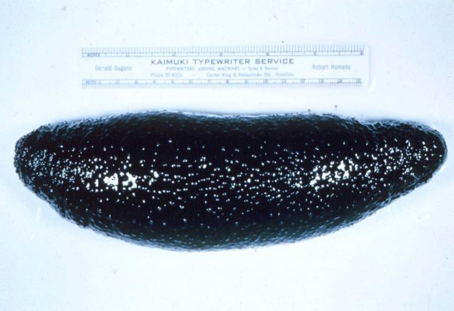 Holothurian( Sea cucumber) , Holothuria atra, whole organism. Picture