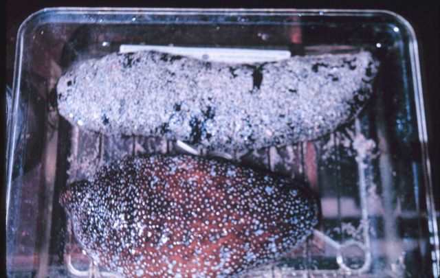 Holothurian( Sea cucumbers), in sample dish, whole organisms, live. Picture
