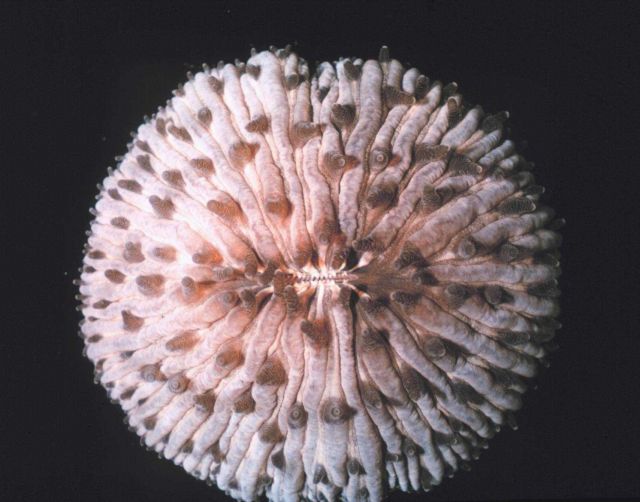 Live, single polyp of Fungia sp. Picture