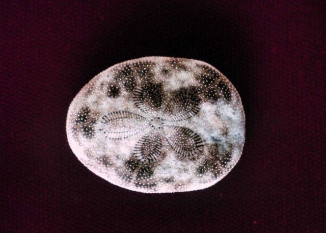 Clypeaster reticulatus, cake urchin test, oral view. Picture