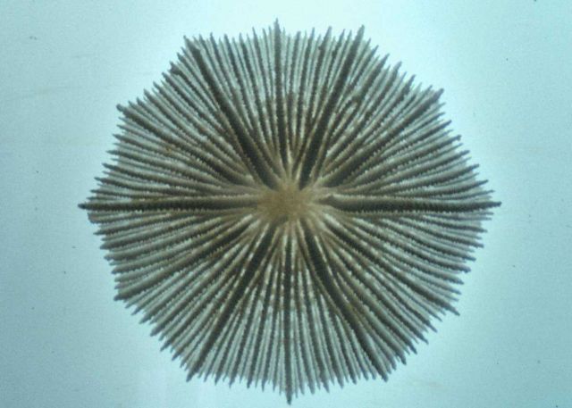 Fungia sp Picture