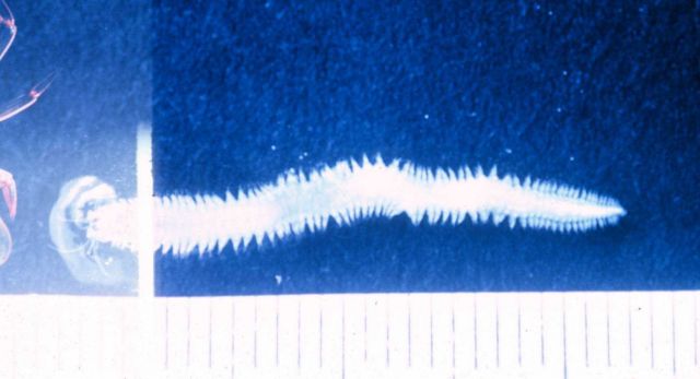 Polychaete worm. Picture