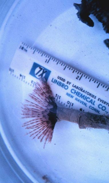 Polychaete worm, sabellid, branchial pinnate filaments extended. Picture