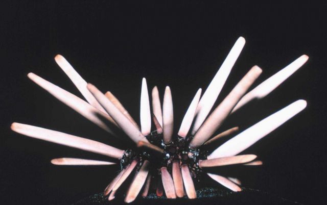 Sea urchin, Heterocentrotus mammillatus, side view, preserved. Picture