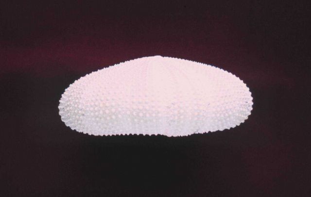 Sea urchin test, side view. Picture