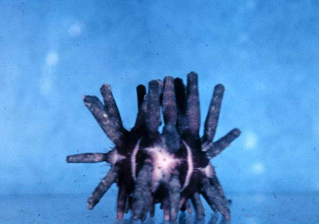 Sea urchin, Eucidaris metularia, live. Picture