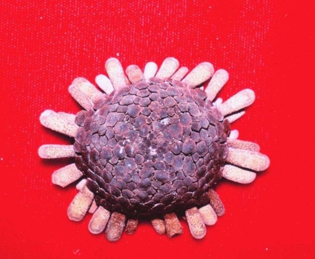Sea urchin, Colocentrotus atratus, on red cloth background. Picture