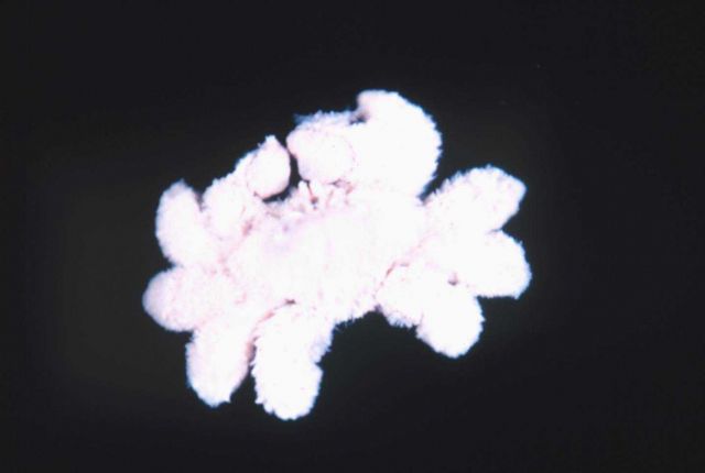 Unidentified crab. Picture
