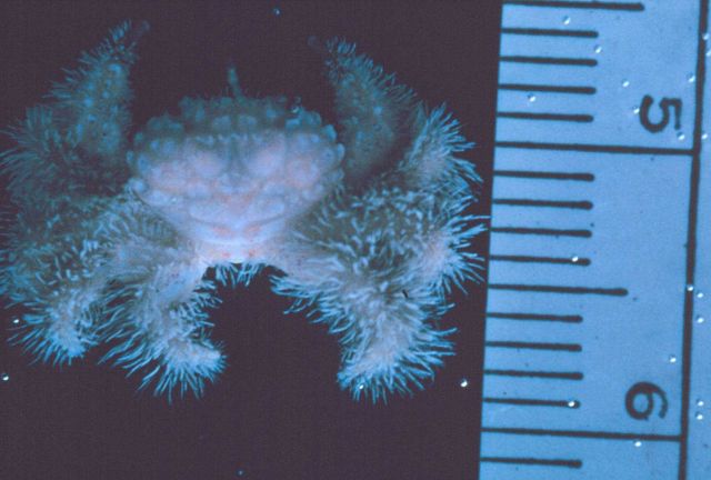 Unidentified crab. Picture