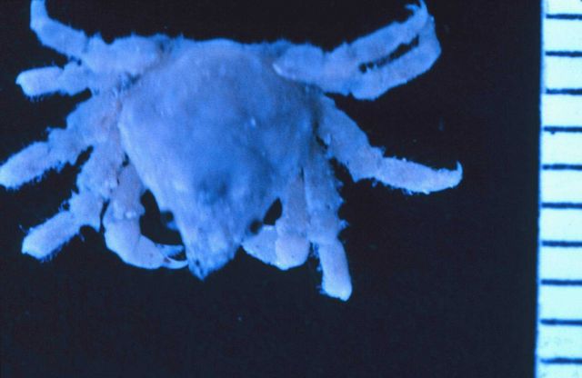 Unidentified crab. Picture