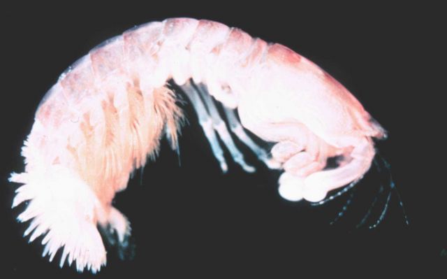 Zooplankton - amphipod Picture