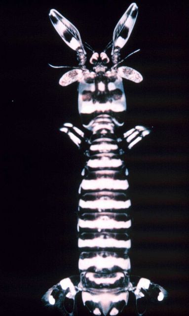 Mantis shrimp (Odontodactylus Scyllarus) Picture