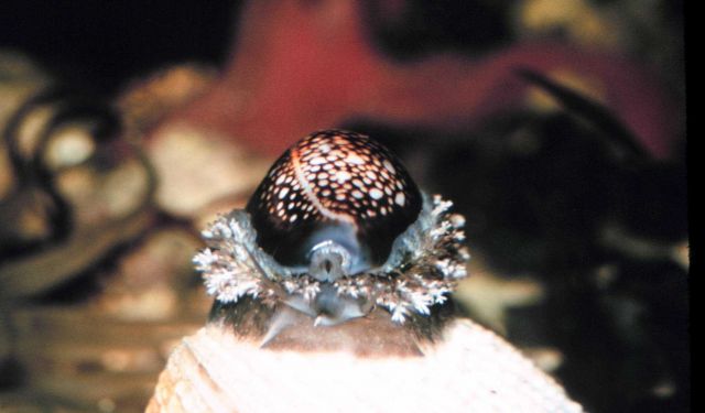 Snakehead cowrie snail (Cypraea caputserpentis) Picture