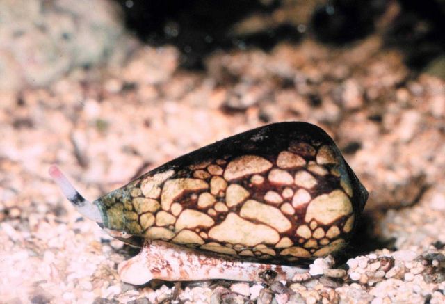The marbled cone (Conus marmoreus) Picture