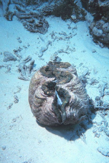 Giant clam (Tridacna sp.) Picture