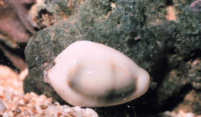 Cowrie Picture