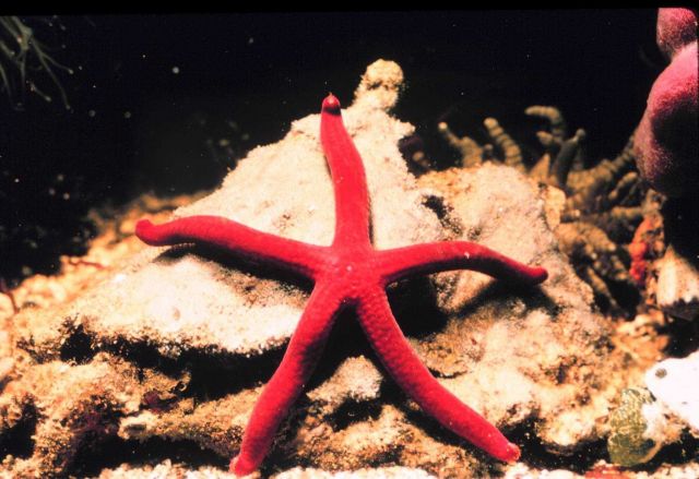 A bright red starfish. Picture