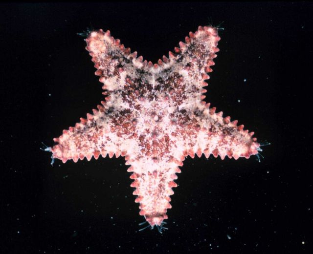 Starfish Picture