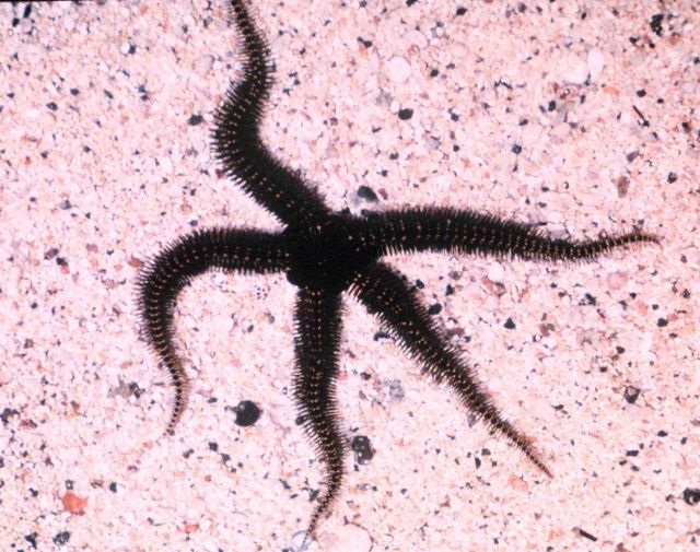 A brittlestar. Picture