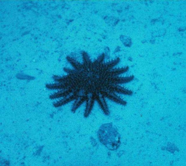 Crown of thorns starfish Picture