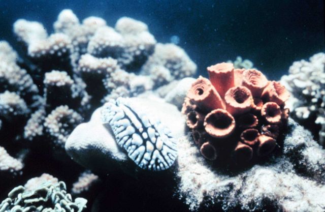 Nudibranch and coral Picture