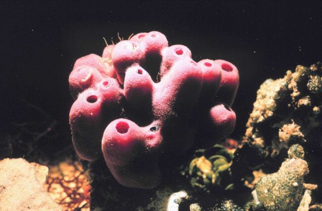 Reddish-pink sponge. Picture