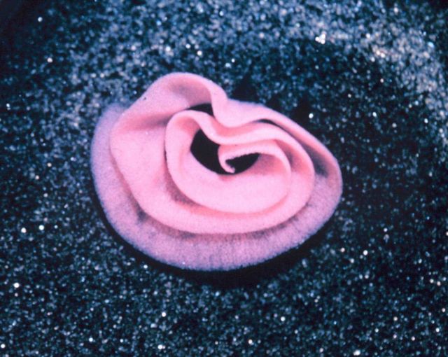 Nudibranch egg case Picture